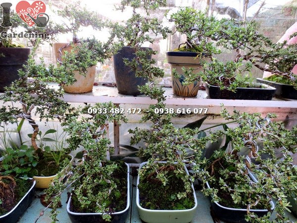 Cây Bạch Tuyết Mai Mini Bonsai (Ms:14294)