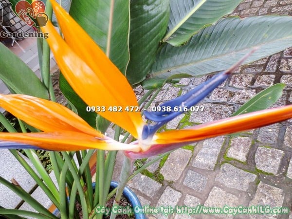Cây Hoa Chim Thiên Đường Đà Lạt (Cao 1m2 – Ms: 16679)