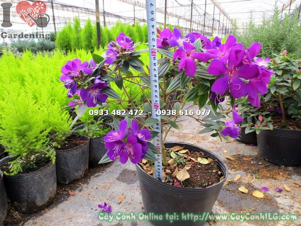 Cây Sim Thái Hoa Tím (Cao 35cm- Ms: 13420)