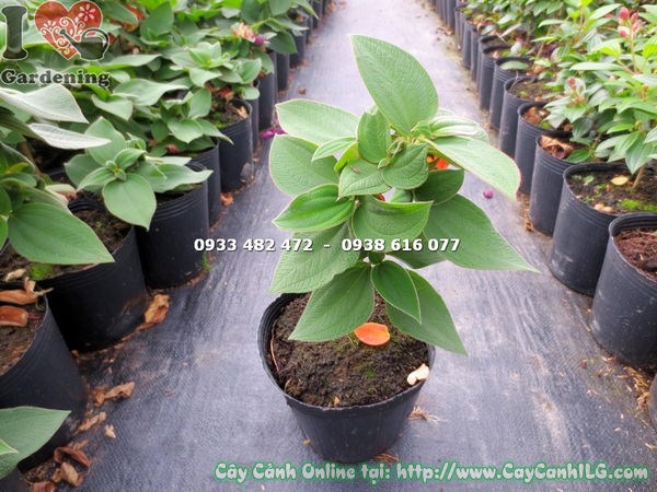 Cây Sim Úc Tím Giống Mới (Cao 20cm – Ms: 13444)