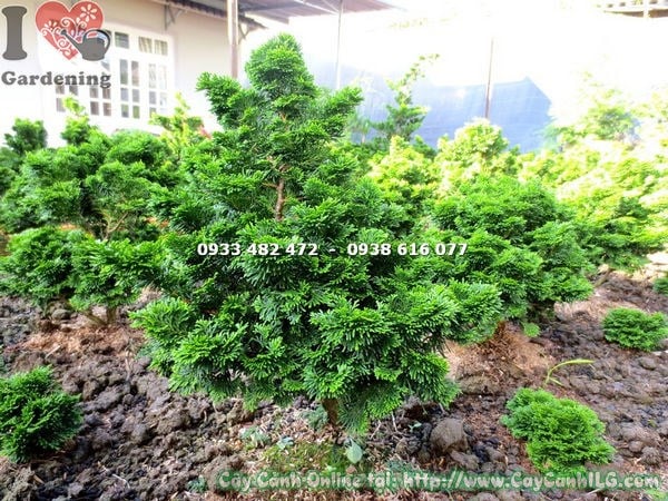 Cây Trắc Xoắn Lớn Hiếm (Cao 40cm – Ms: 13539)