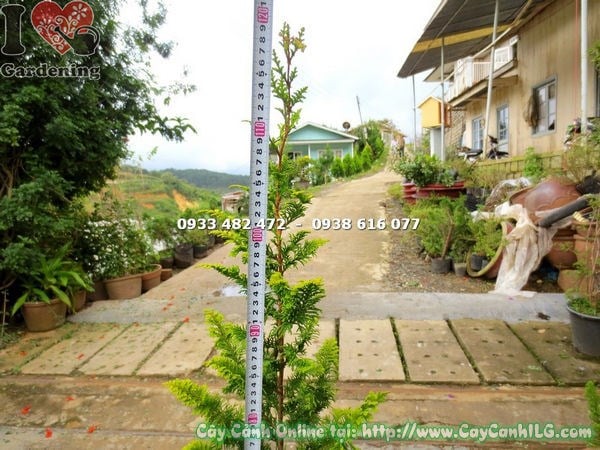Cây Tùng Kim Cương (Cao 1m2 – Ms: 13573 )