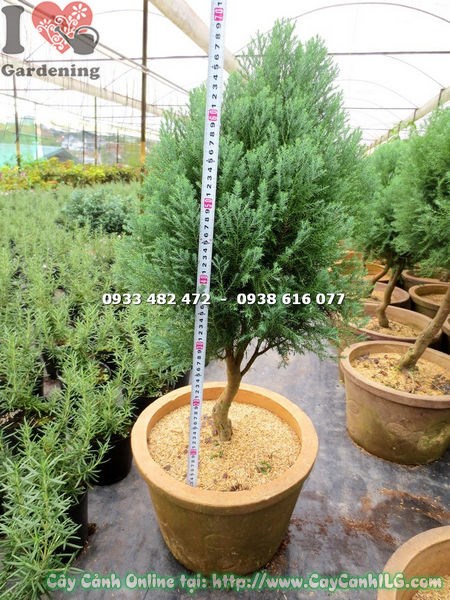 Cây Tuyết Nhung Tùng Lớn (Cao 70cm – Ms:13630 )