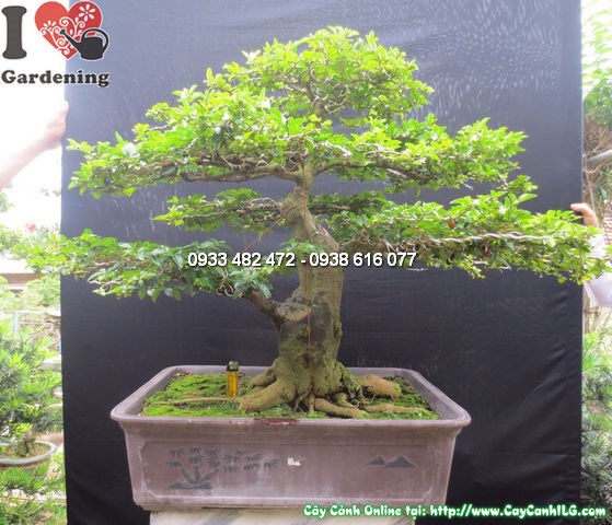 Cây Kim Quất Bonsai Đẹp (Cao 65cm, hoành 38cm, Ms:12598)