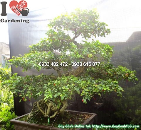 Cây Quý Bonsai Đẹp (Cao 135cm – Ms: 12785)
