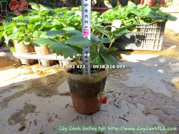 Cây Dâu Tây Có Trái (Cao 20cm – Ms: 12964)