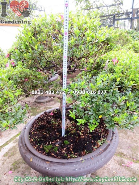 Cây Đỗ Quyên Bonsai Đẹp (Cao 75cm – Ms: 12975)
