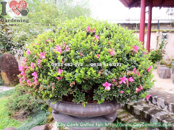 Cây Đỗ Quyên Bonsai Hoa Đẹp,Tán Rộng Đều, Gốc Lớn (Cao 90cm – Ms:12994 )