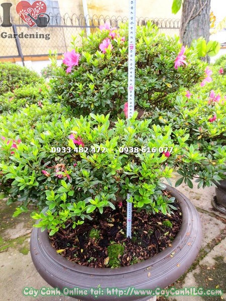 Cây Đỗ Quyên Bonsai Đẹp (Cao 70cm – Ms:13003)
