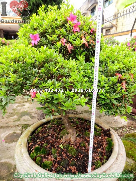 Cây Đỗ Quyên Bonsai Đẹp (Cao 85cm – Ms: 13016)