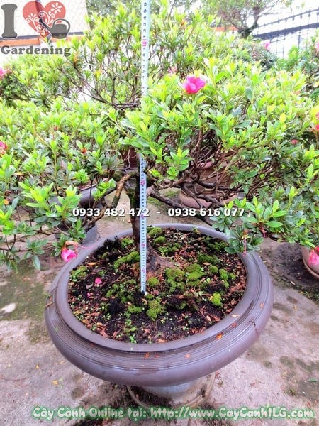 Cây Đỗ Quyên Bonsai Hoa Hồng Đậm (Cao 75cm – Ms: 13017)