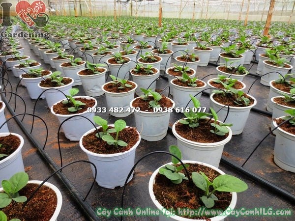 Cây Hoa Đồng Tiền Giống (Ms: 15661)