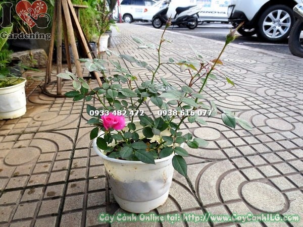 Cây Hồng Tỉ Muội Đà Lạt Hoa Hồng (Cao 20cm – Ms:15746 )
