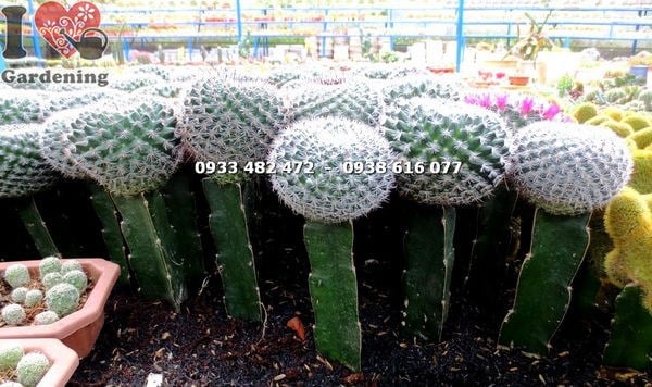 Cây Xương Rồng Bánh Sinh Nhật Lớn (Cao 18cm – Ms: 13810 )