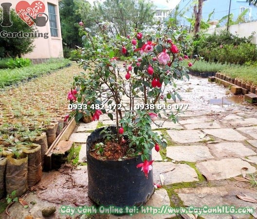 Cây Lồng Đèn Búp Bê Cánh Kép (Cao 40cm – Ms: 14774 )