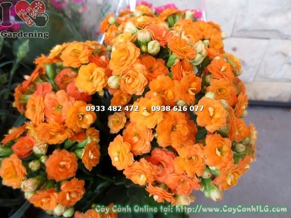 Cây Thuốc Bỏng Hoa Kép Chậu Nhỏ (Cao 15cm – Ms: 16993)