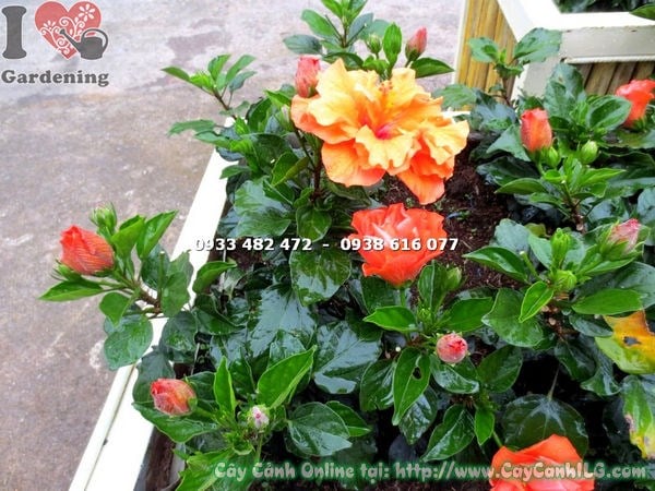 Cây Bông Bụp Thái Hoa Màu Cam (Cao 20cm – Ms: 16992)