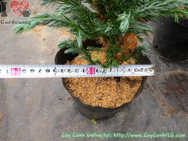 Cây Tuyết Tùng Nhật (Cao 40cm – Ms: 13674)