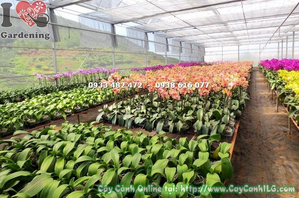 Cây Phong Lan Hồ Điệp Màu Cam Sọc (Ms: 15007)