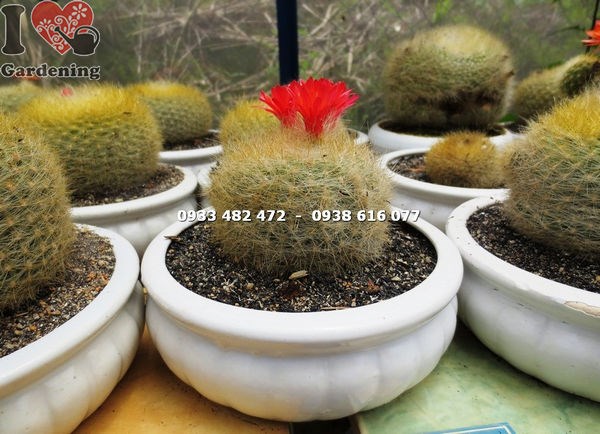 Cây Xương Rồng Lông Thiên Nga Trung (Cao – Ms: 14044 )