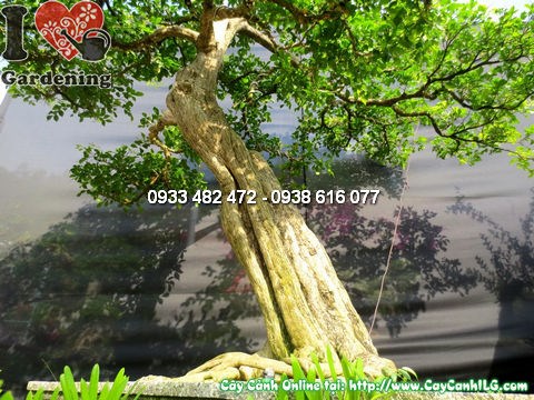 Cây Quý Bonsai Già Đẹp (Cao 175cm, hoành 52cm – Ms:12765)