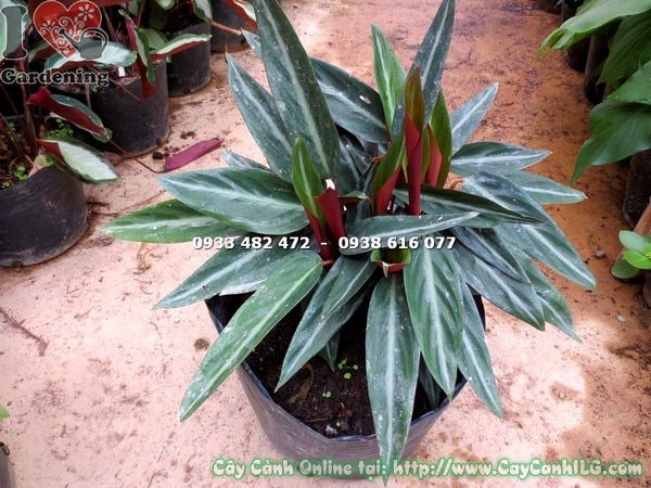 Cây Đuôi Phụng Lá Trơn Loại Mới (Cao 50cm – Ms: 16097 )