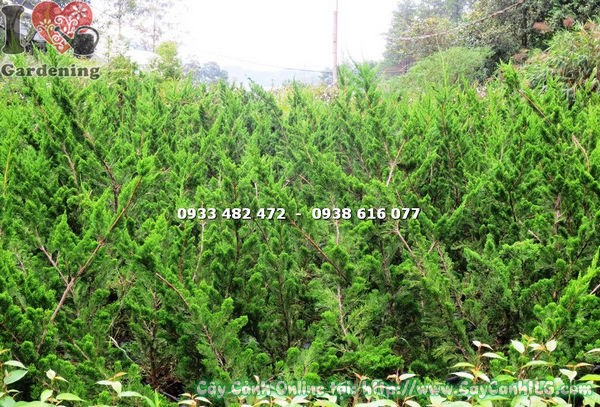 Cây Tùng Cối Lớn (Cao 1.2m – Ms:17093 )