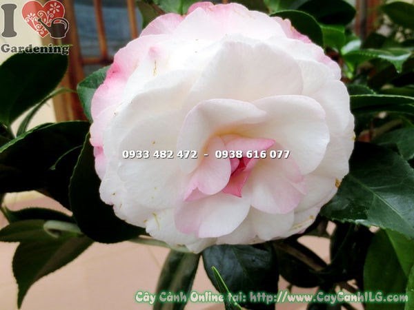 Cây Trà Mi Hoa Trắng Hồng Vô Nhị (Cao 80cm – Ms: 16269)