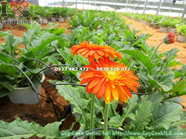 Cây Hoa Đồng Tiền Đủ Màu (Cao 30cm – Ms: 15570)
