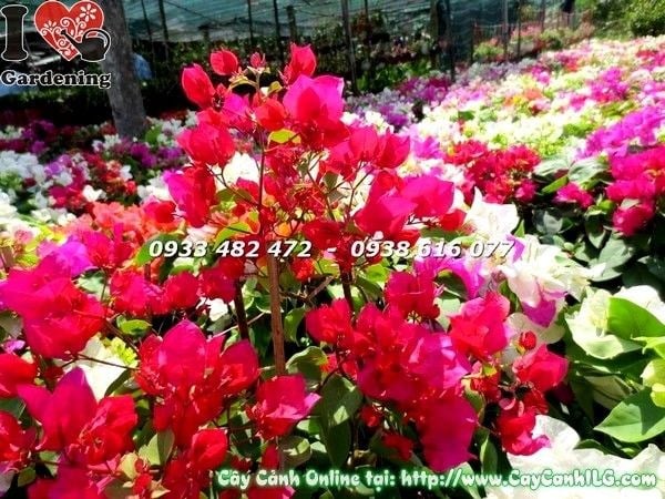 Cây Hoa Giấy Cẩm Thạch Đỏ (cao 30cm – Ms:19311)