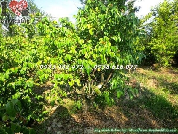 Cây Khế Gân Đẹp (Cao 1m Gốc Lớn – Ms: 21543)