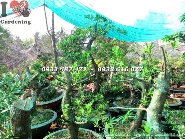 Cây Phôi Vạn Niên Tùng Đài Loan Bonsai Gốc Đẹp (Hoành 40cm – Ms: 21583)