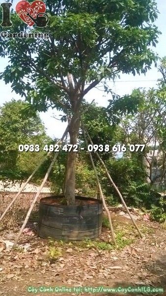 Cây Lộc Vừng (Cao 4m Đk 20cm – Ms: 22278)