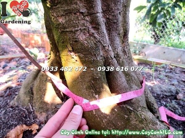 Cây Mai Cổ Thụ Gốc Đẹp Tán Đep (cao 4m – Ms:19403)