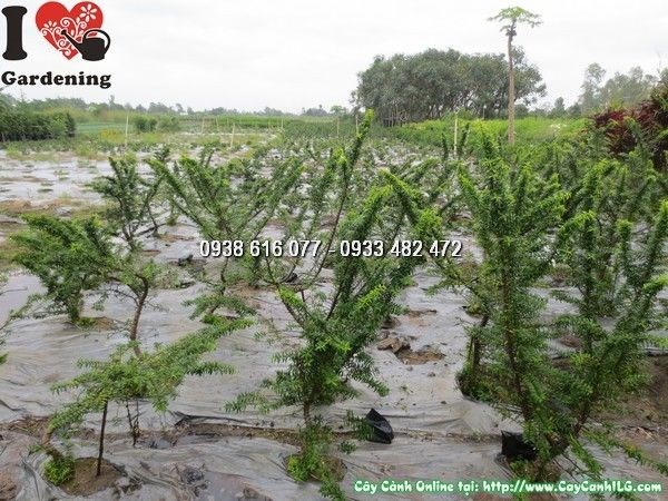 Cây Mai Chiếu Thủy ( Giống mới ) (Cao 50cm – Ms: 24076)