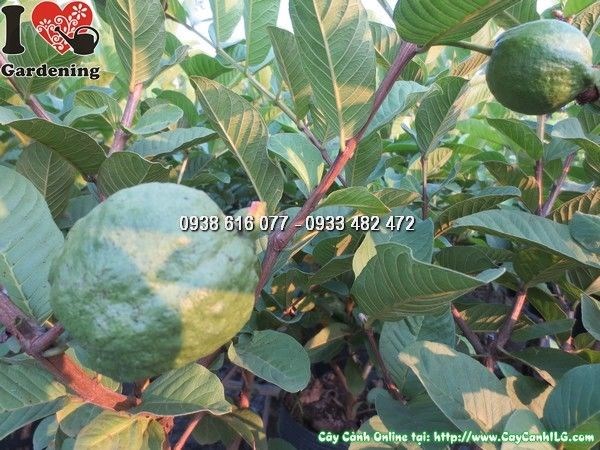 Cây Ổi Có Trái (Cao 35cm – Ms: 24160)