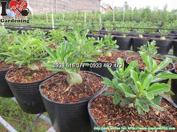 Cây Sứ Thái (Cao 15cm – Ms: 24183)