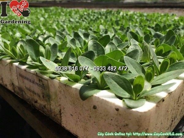 Cây Hoa Cát Tường Giống (Cao 3 – 3,5cm – Ms: 24205)