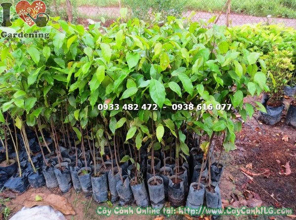 Cây Xoài Giống (Cao 1m – Ms: 18540)