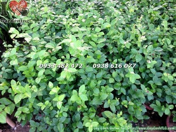 Cây Hoa Lài Ta Gốc Lớn Uống Trà (Ms: 21933)