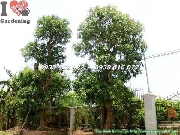 Cây Lộc Vừng Cổ Thụ (Cao 6m Đk 60cm – Ms: 21914)