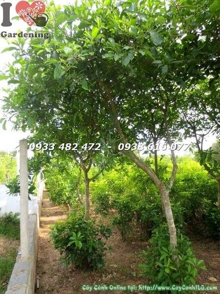 Cây Lộc Vừng Tán Đẹp Cao 3m (Ms: 21987)