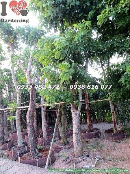Cây Osaka Vàng Cổ Thụ Đang Dưỡng Sống (Cao 6m – Ms: 22022)