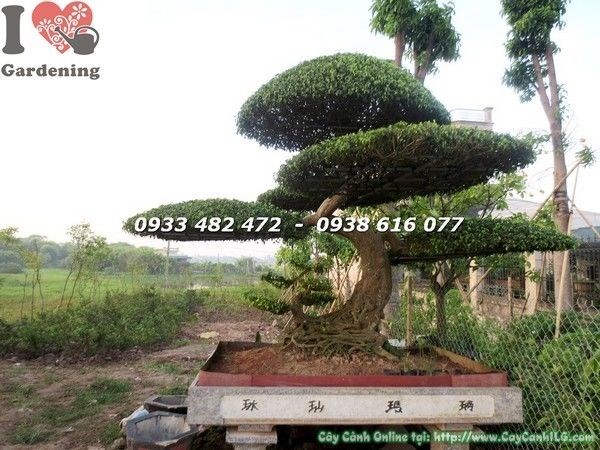 Cây Sanh Thế Mẫu Tử Đẹp (Ms: 22049)
