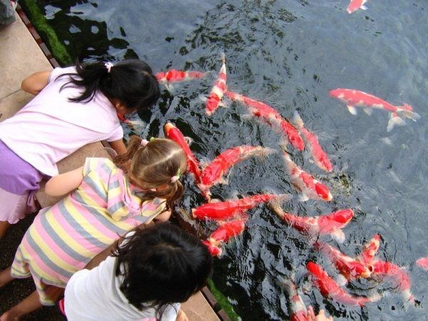 Cung Cấp Dịch Vụ Thiết Kế Và Thi Công Hồ Cá Koi Chuyên Nghiệp