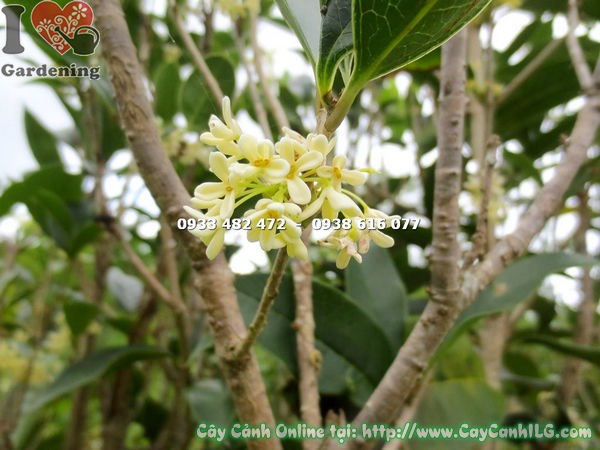 Cây Mộc Hương Gốc Lớn (Cao 3m – Ms: 23089)