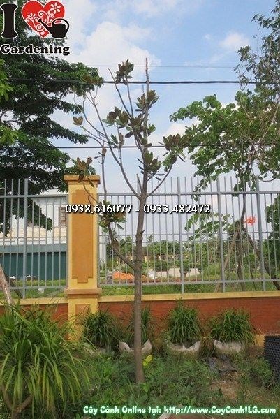 Cây Hoa Mộc Lan Trắng (Cao 3m – Ms: 23098)