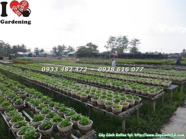 Cây Hoa Dừa Giống Các Loại (Ms: 23152)