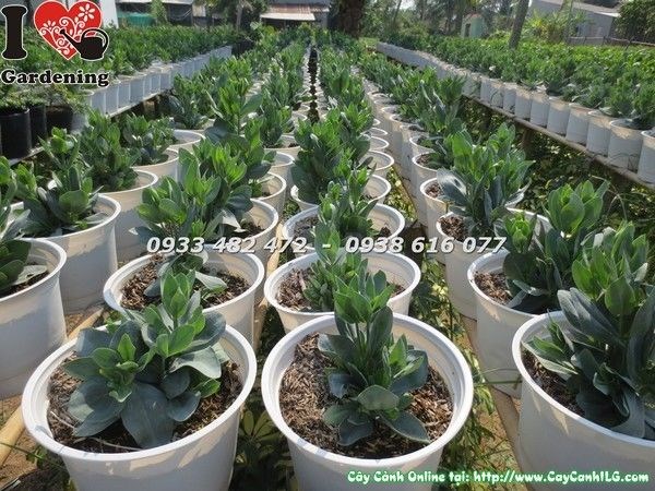 Cây Hoa Cát Tường Nhỏ (Ms: 23164)