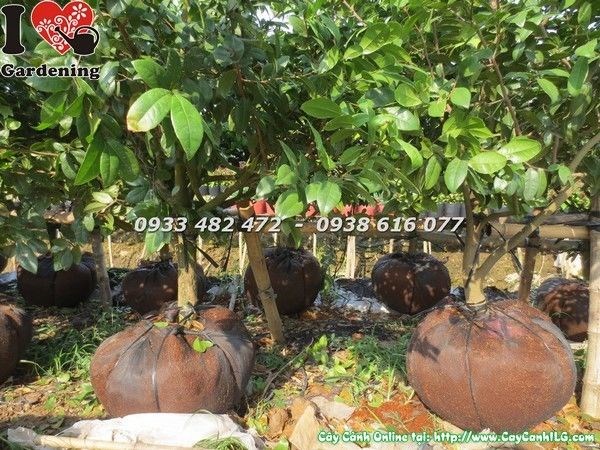 Cây Mai Tứ Quý Công Trình (Cao 1m4 – Ms: 23197)